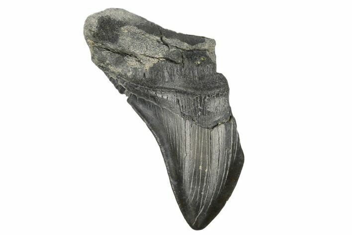 Partial, Fossil Megalodon Tooth - South Carolina #172212